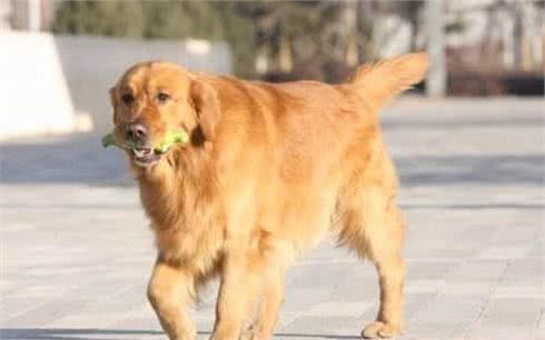 每一个季节狗狗的饮食管理，你需要了解一下？