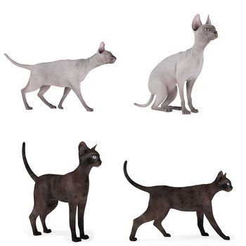 宠物猫 小型动物3d模型
