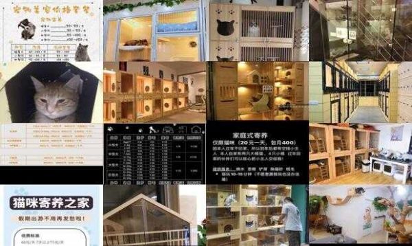 宠物猫寄养价目表