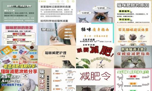 猫减肥经验