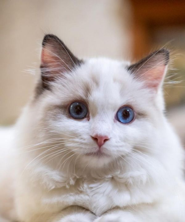 宠物猫和土猫的区别（宠物猫和土猫的特点及饲养方式比较）