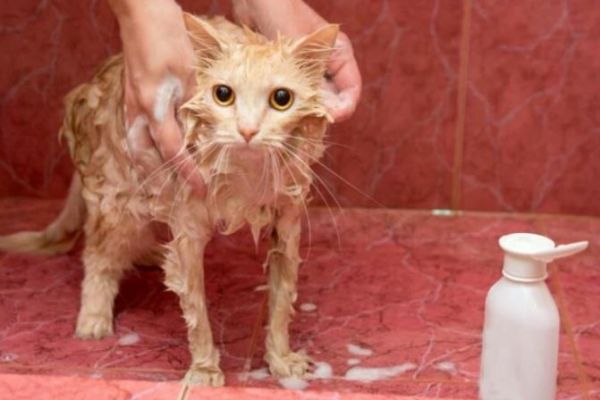 猫咪多久洗一次澡？