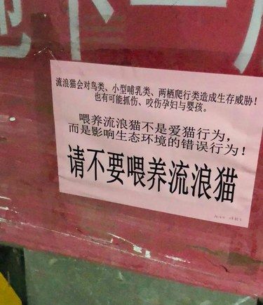 到底要不要喂养流浪小动物