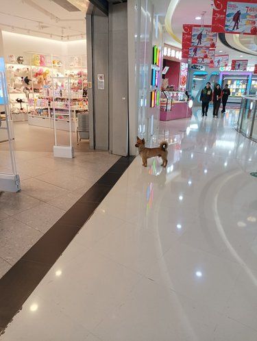 一只不会说话的'小孩'走丢了