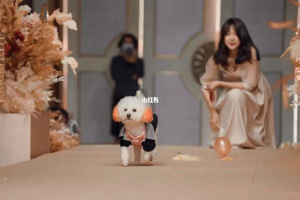 狗狗婚礼_狗狗婚礼送戒指寓意什么意思