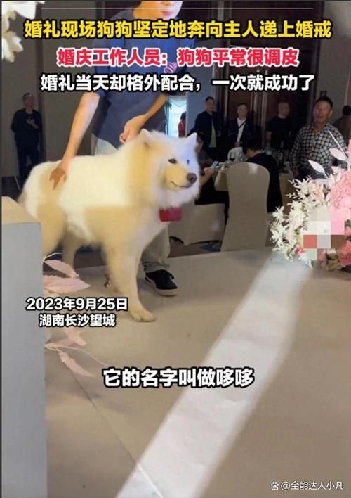 狗狗婚礼_狗狗婚礼送戒指寓意什么意思