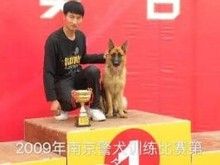 业务熟练 欢迎详聊 张家港训犬训狗宠物犬大小便乱拉乱尿