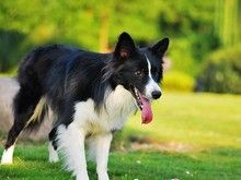 苏州吴江训犬找孙亮训犬 家庭礼仪 宠物训练