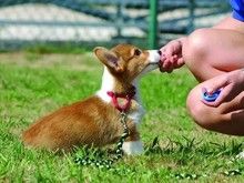 苏州训犬师上门服务 行为纠正 遛狗 宠物训练