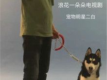 苏州宠物犬行为纠正训练培训学校训犬训狗基地