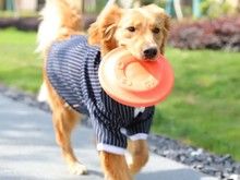 苏州吴中多年经验专业训犬师 训狗 宠物训练