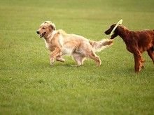 太仓训狗训犬 2-4个月幼犬训练免费接送上门