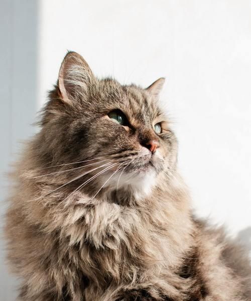 母猫食小猫大便的原因（为何母猫会有这种行为）