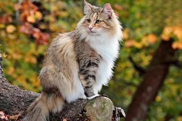 猫咪的外在特征及生活习性