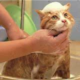 怎么训练猫不怕水