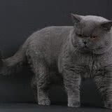 猫咪趾甲该如何修剪