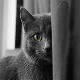 猫咪习性了解