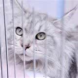 如何训练猫咪和幼犬相处