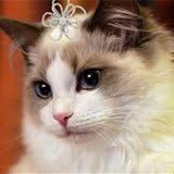 猫咪打扰主人睡觉该怎么办
