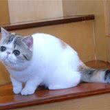 猫咪溺水如何救治