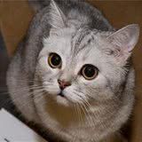 想要训练猫就要先了解猫
