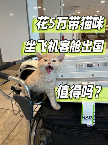 花五万带猫咪飞机客舱出国值得吗？