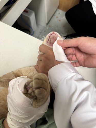 猫咪黑下巴一定要狠心的擦干净 