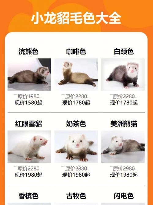 雪貂多少钱一只，10元能买一只雪貂吗？