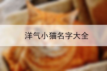 洋气小猫名字大全