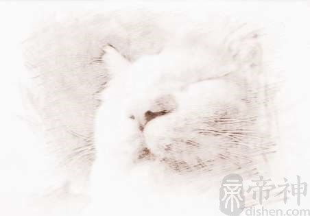 猫猫名字大全一对