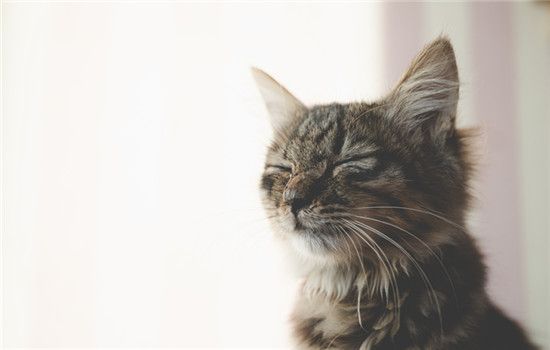 为什么别养土猫