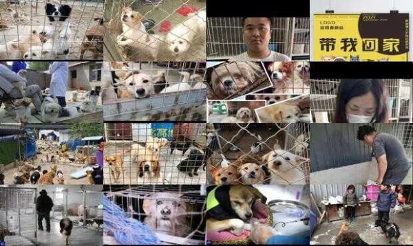 离我最近的宠物救助站