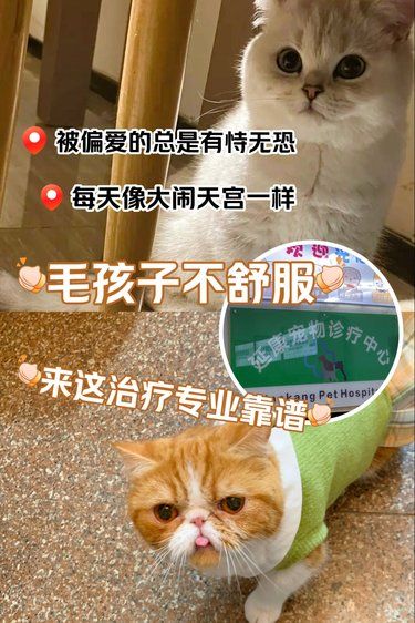 被偏爱的总是有恃无恐，这下惹事了吧!!!