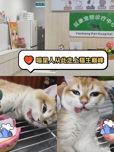 在湛江，猫主子找到了属于自己的快乐！