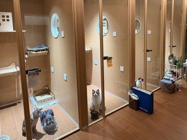 湛江猫咪寄养