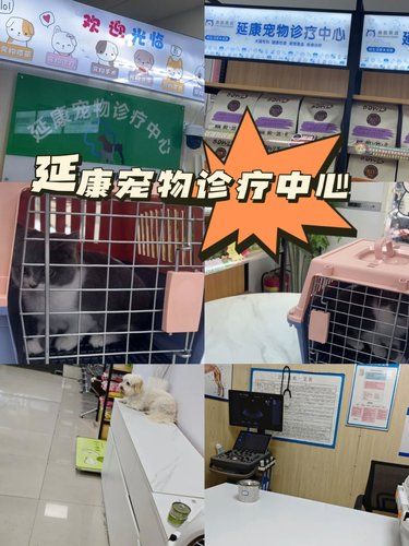 宠物医院体验：猫咪疫苗记  