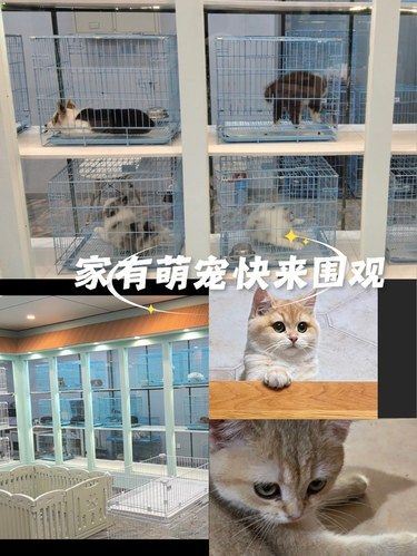 金渐层谁人拒绝啊～爱了爱了[胜利]