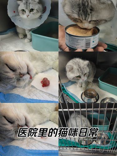 带猫猫绝育了