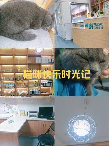 带着毛孩子体检的一天[调皮]