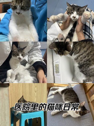 宠物医院驱虫体验 |