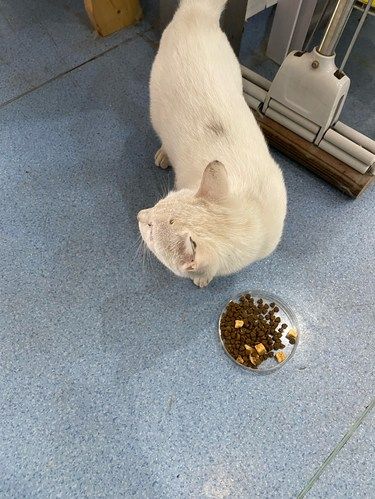 带小流浪体检了