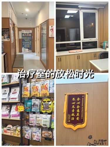 毛孩子生病的一天