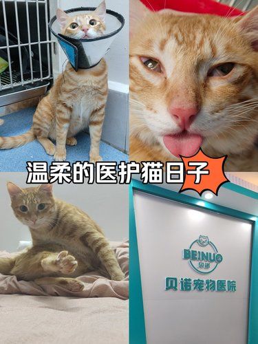 值得信赖的宠物医院