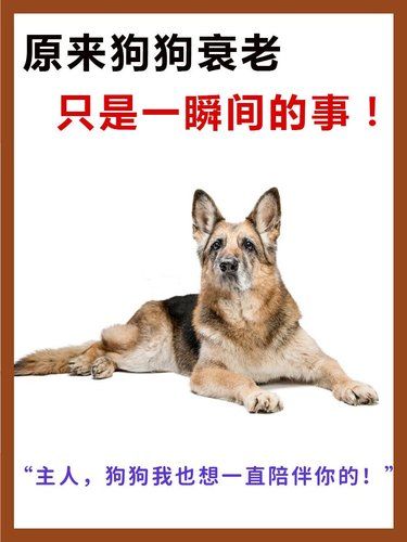 狗狗慢慢变老，陪伴我们的时间不多了