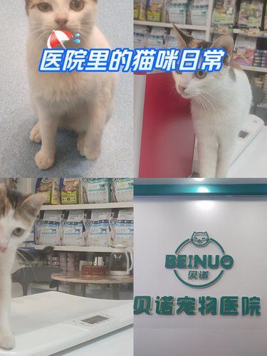 健康先行～猫咪护理