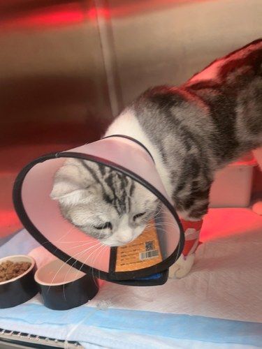 贝诺宠物医院做剖腹产的三十