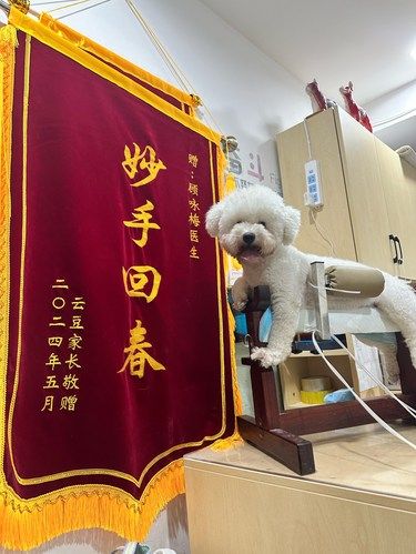 又是带狗狗针灸的一天
