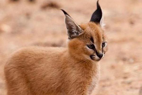 狞猫多少钱一只 狞猫该怎么养 凶残的狞猫日常做法吓死你