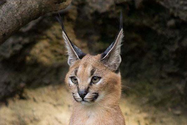 狞猫多少钱一只 狞猫该怎么养 凶残的狞猫日常做法吓死你