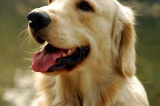 博美犬便血是什么原因(博美犬拉血怎么处理)